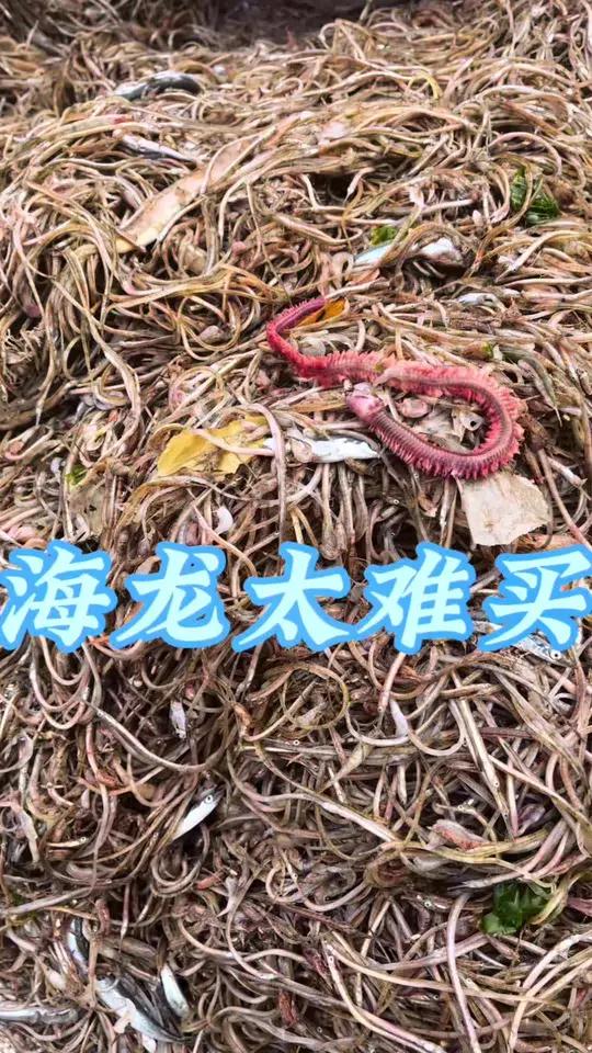 滋补 泡酒好材料 海龙 为啥海龙鱼海鲜市场没有,而药店才能有呢?