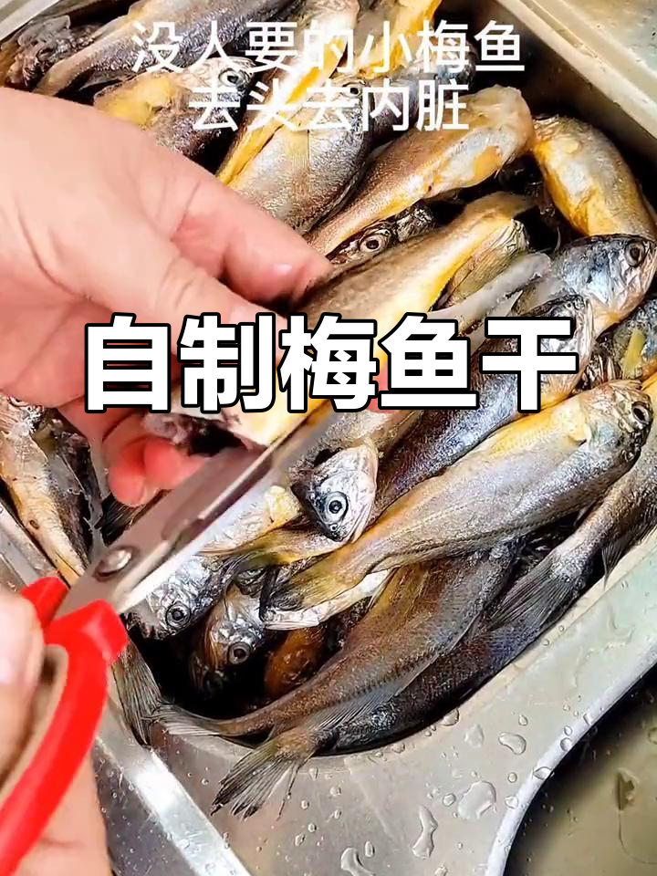 舟山梅鱼干,家常做法大揭秘
