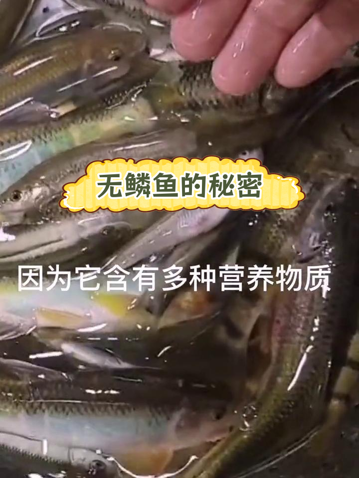 皖南深山小溪中的古老生态鱼
