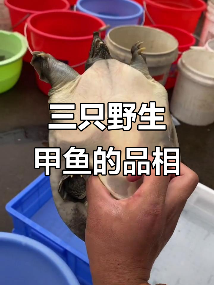 这三只甲鱼品质如何?公母都有,看看值不值