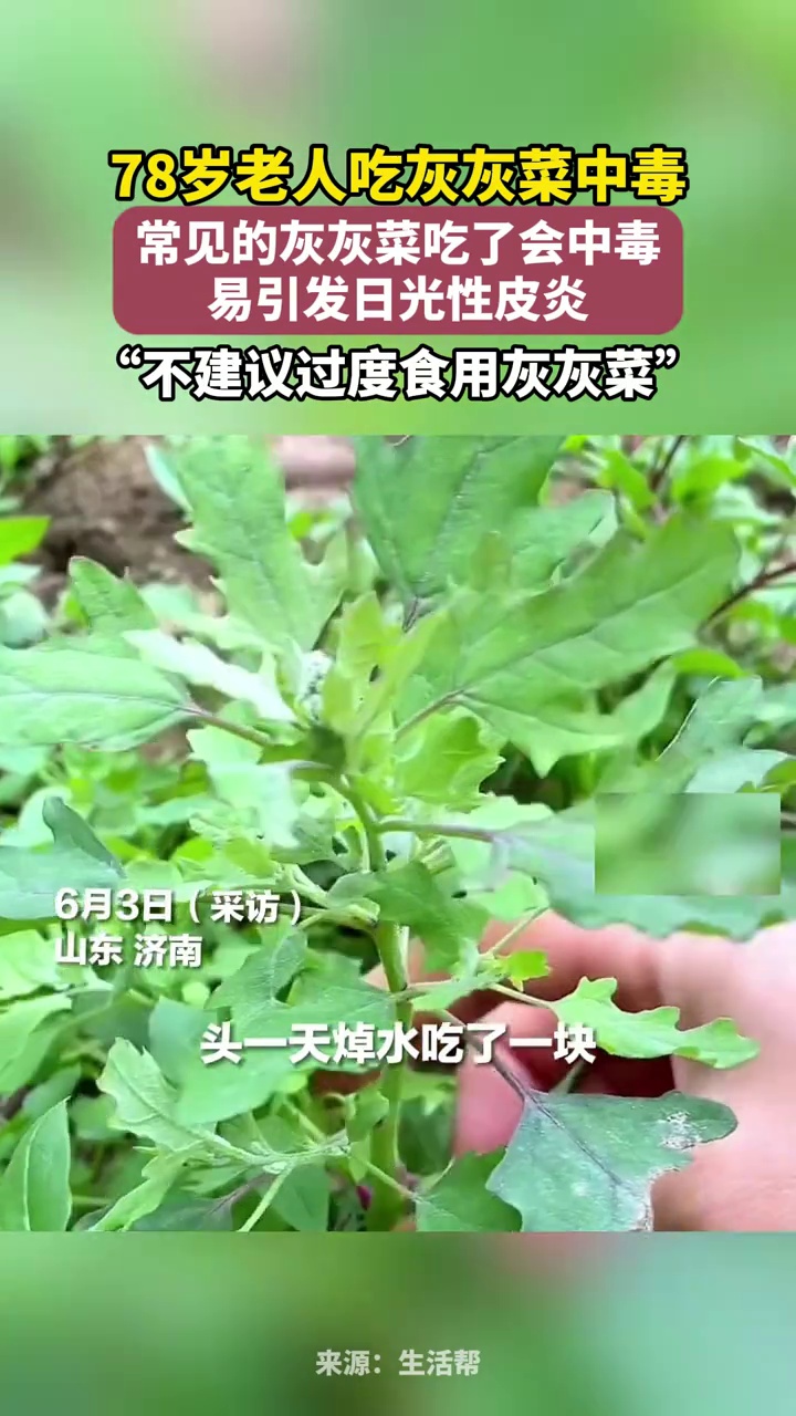 78岁老人吃灰灰菜中毒：晒了太阳更严重，眼睛肿成一条线四肢发硬