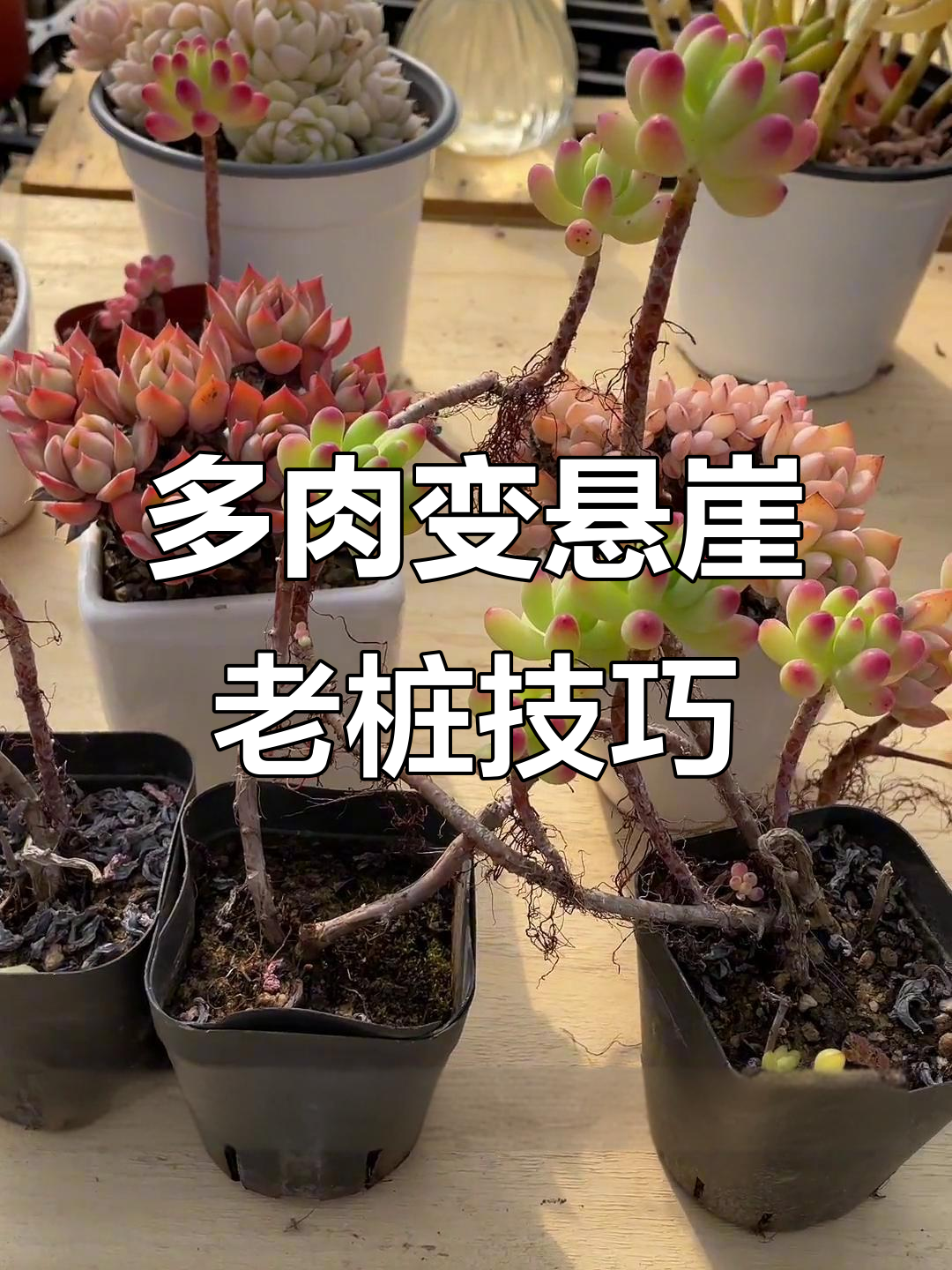 如何将多肉植物打造成悬崖老桩？简单步骤教你轻松搞定