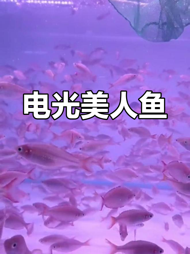 红色黄色旗的电光美人鱼