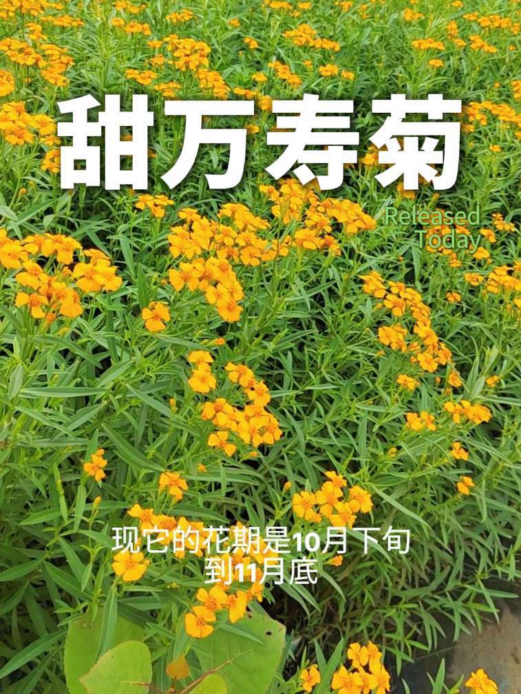 甜万寿菊开花了,多年生草本植物,花期在10月下旬到11月下旬,属于秋冬季花,植株散发浓郁的