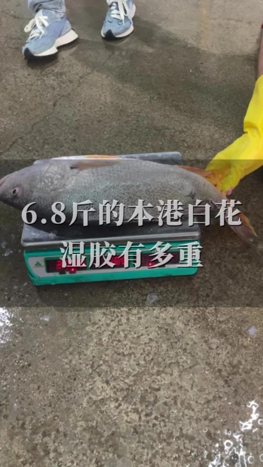 6.8斤大白花出胶率