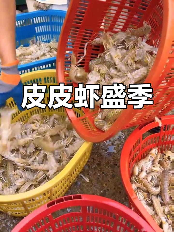 皮皮虾肥美季节,肉多膏满,吃上一口超满足!