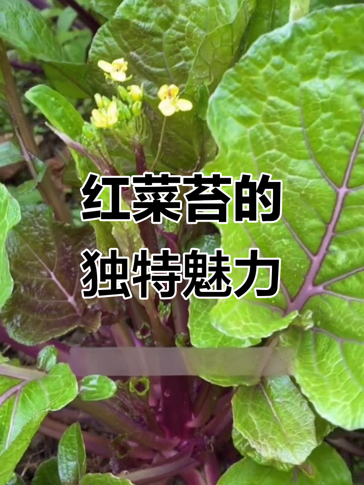 湖北红菜苔:与武昌鱼齐名的美味,营养丰富耐寒抗冻
