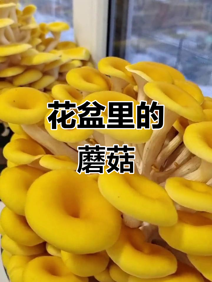 鱼黄菇:从花盆到餐桌,美丽又美味