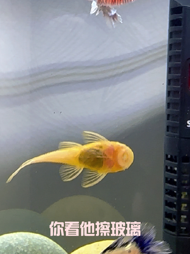 治愈日常|黄金胡子鱼～勤勤恳恳的清道夫