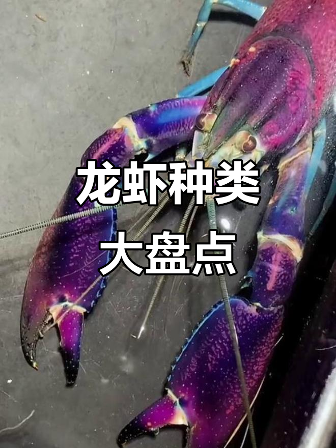 龙虾品种大揭秘,原来有这么多不同种类的虾!