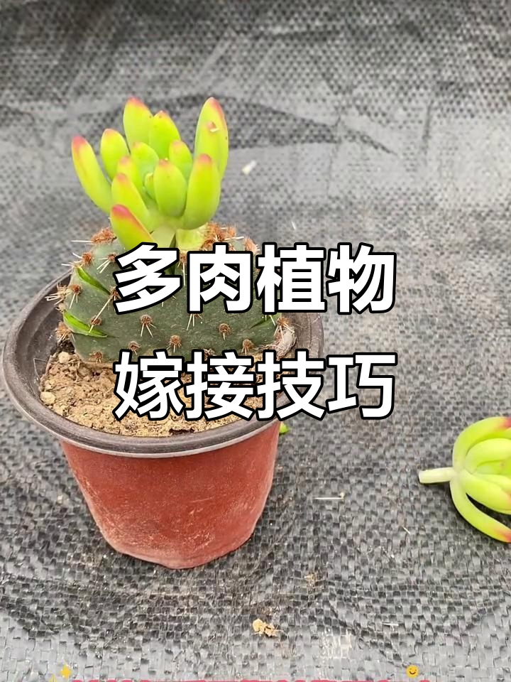 仙人掌嫁接多肉,一个月后效果惊人!