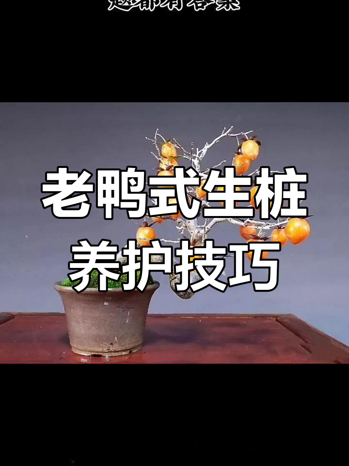 老鸭生桩栽种全攻略,掌握这些步骤成活率大幅提升