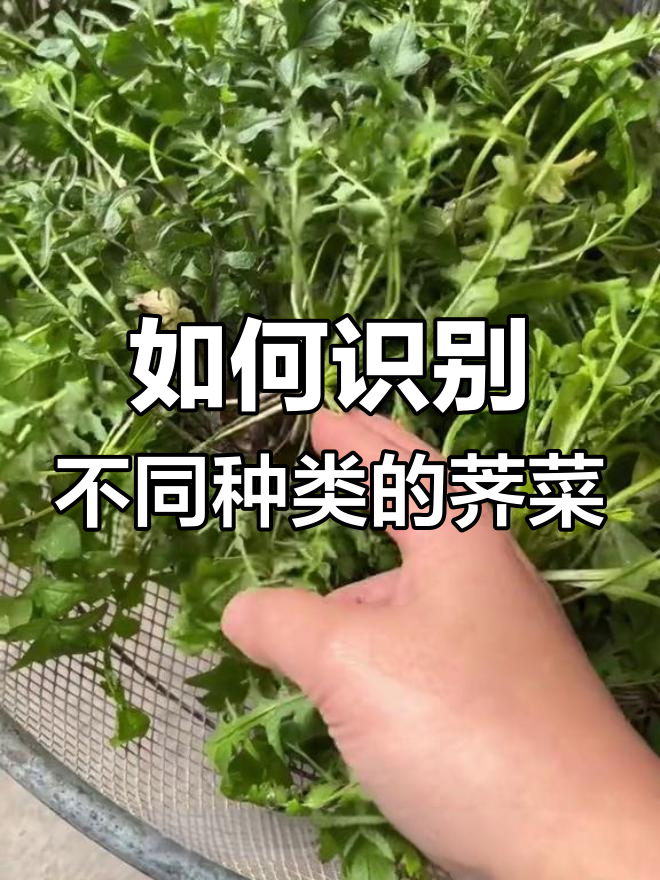 野生荠菜辨别技巧,四种类型全解析