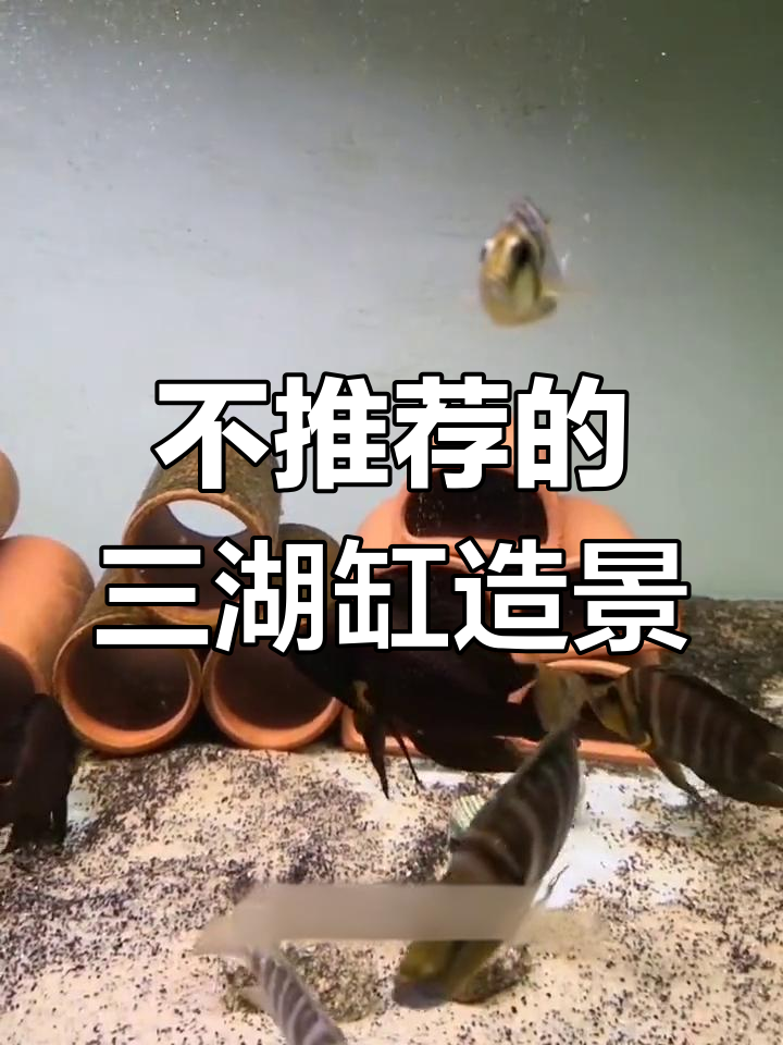 三湖缸造景误区,避免这些常见陷阱