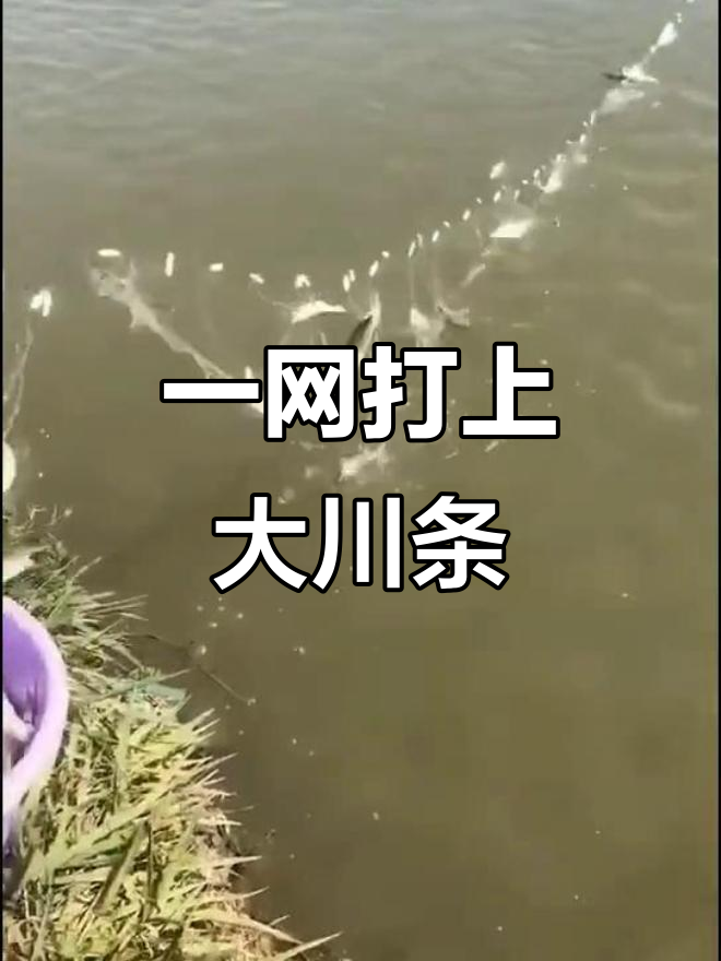 川条鱼一网捞起,重达几十斤!