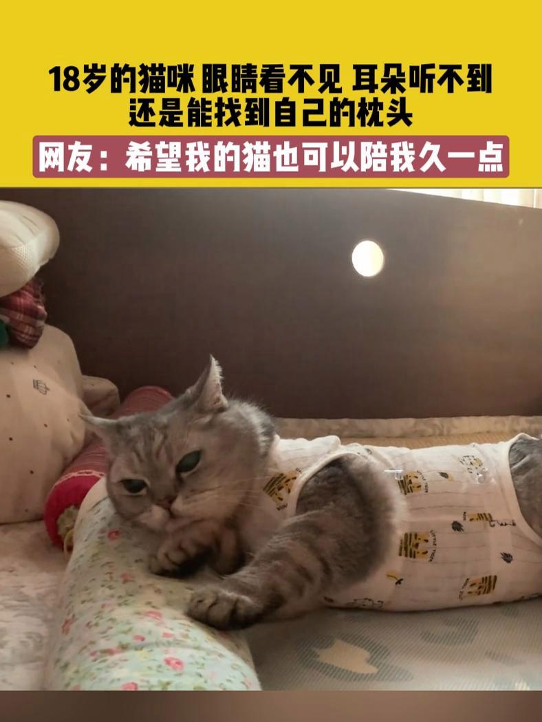 7月10日,吉林,18岁的猫咪 眼睛看不见 耳朵听不到,还是能找到自己的枕头,网友:希望我