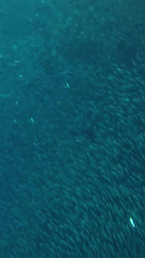 薄荷岛纳帕林——沙丁鱼风暴