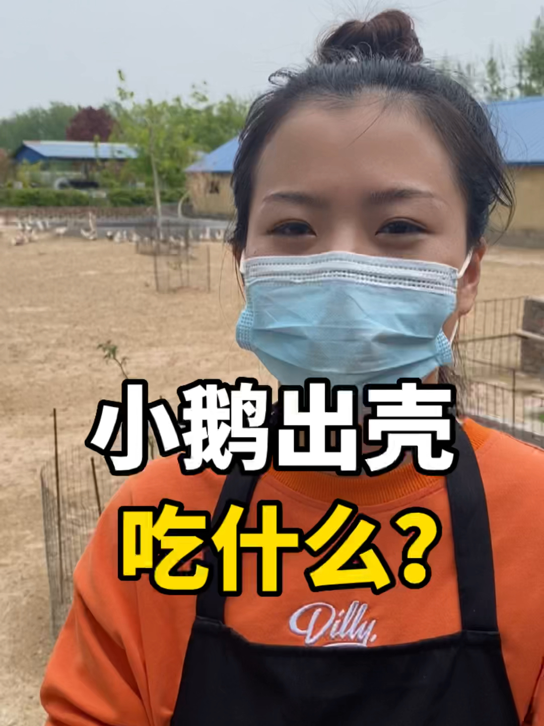 孵化知识|小鹅出壳吃什么?