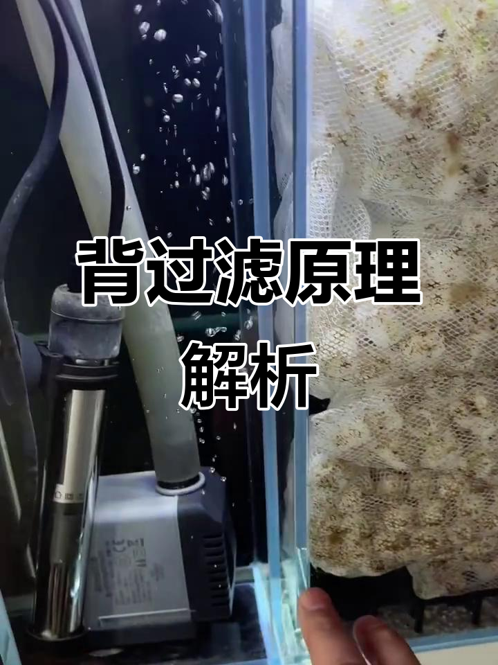 背过滤鱼缸工作原理揭秘：从进水到出水的全过程