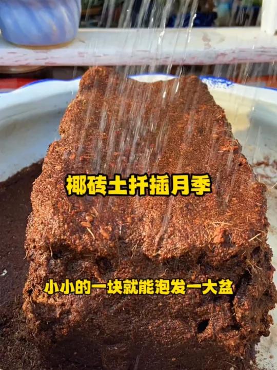 椰砖土扦插月季