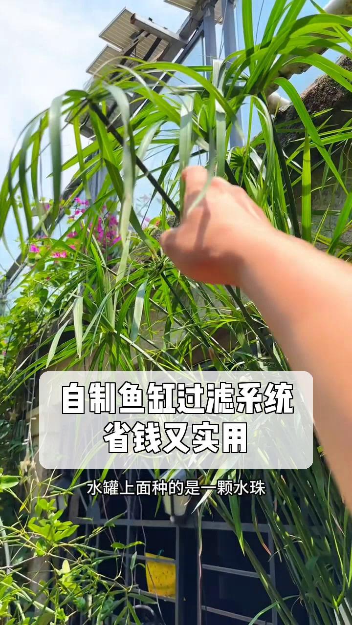 自制鱼缸过滤系统,省钱又实用!