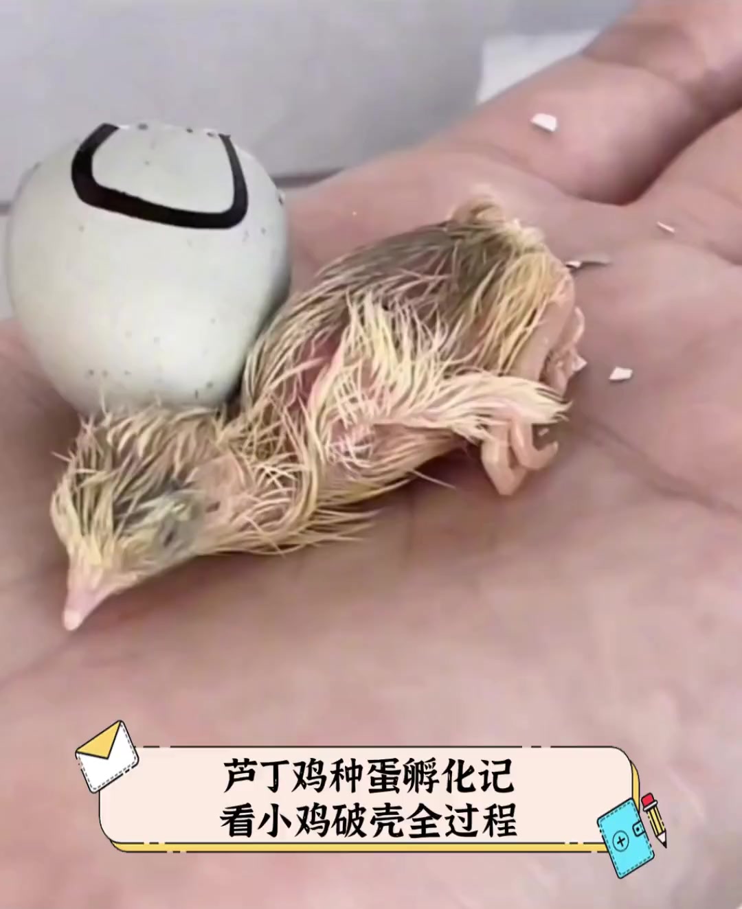芦丁鸡种蛋孵化记,看小鸡破壳全过程