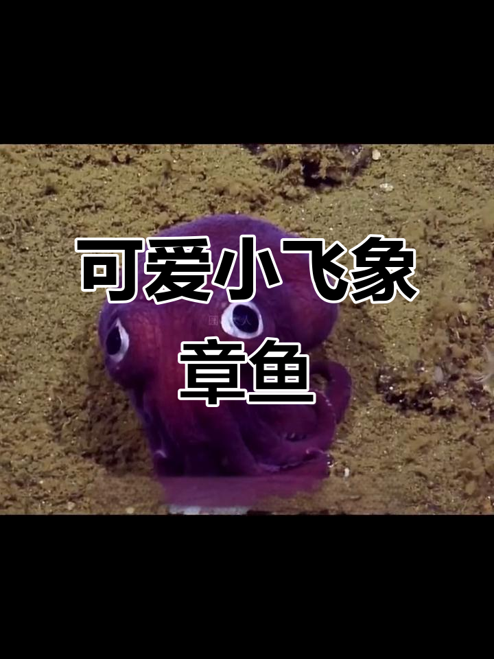 小飞象章鱼：深海中的暗夜幽灵，颜值担当却胆小如鼠