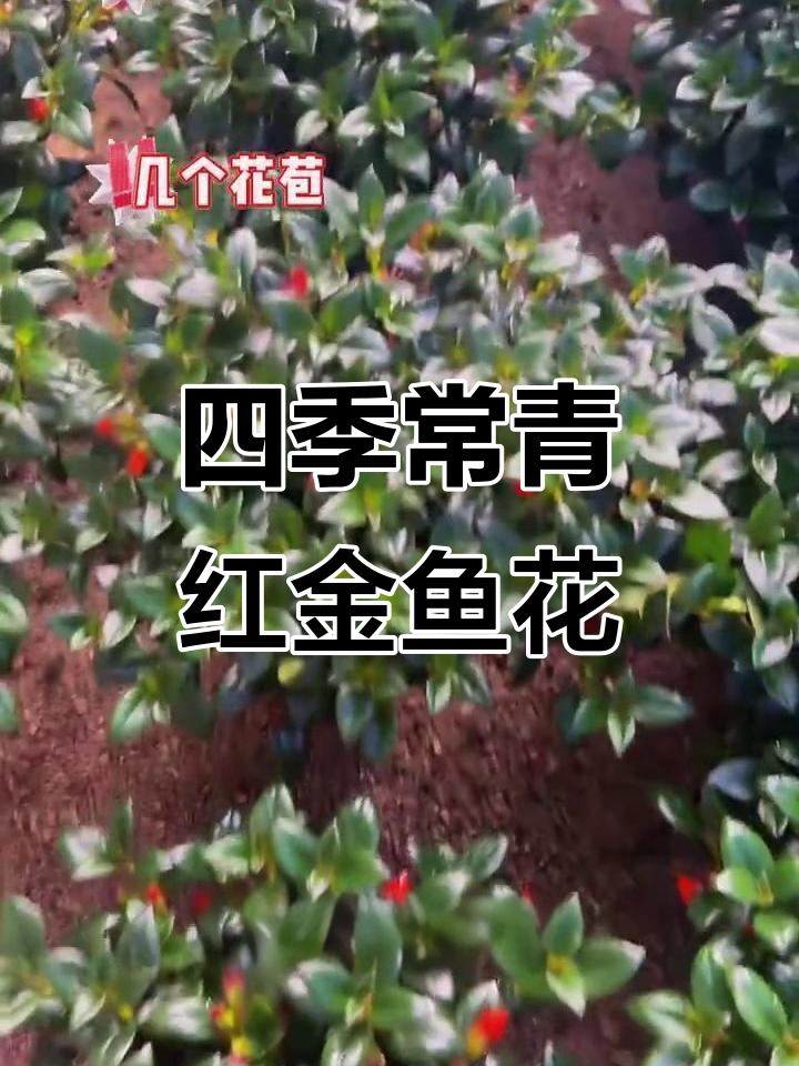 红金鱼花吊兰,四季常绿吸甲醛,加仑盆栽超值养护