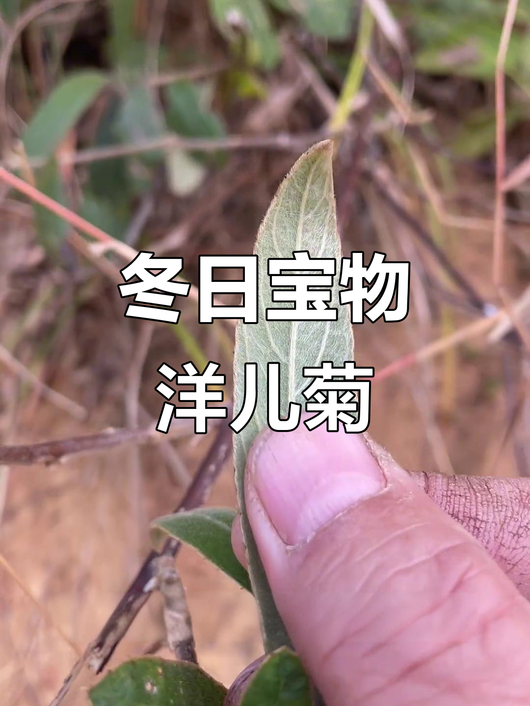 冬季遇到它,炖汤最合适!洋儿菊的独特吃法与美味做法