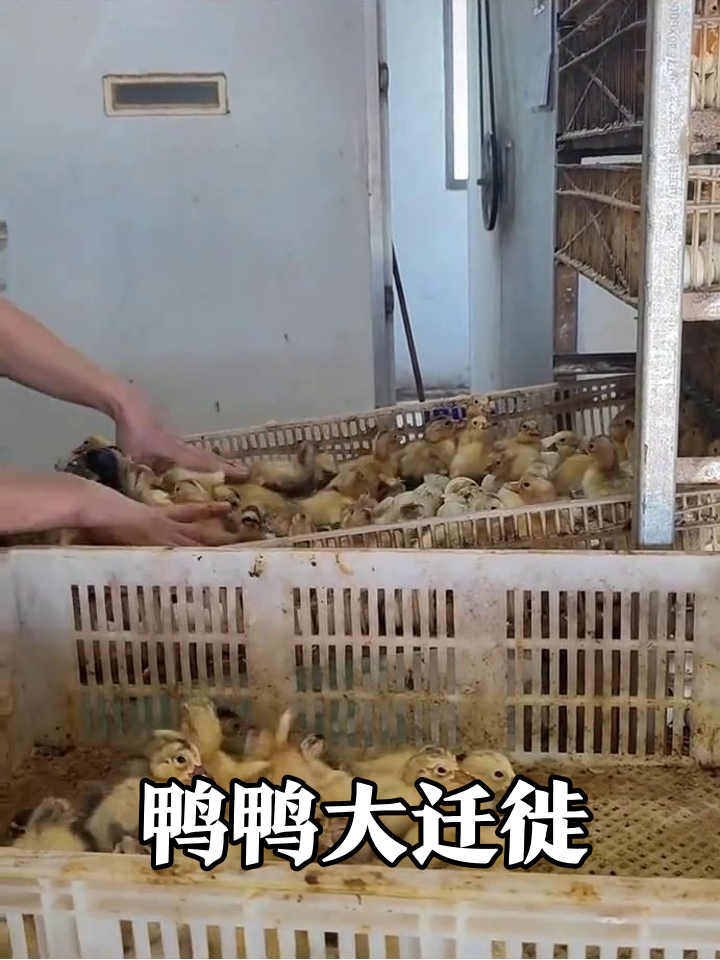 小鸭子:我是谁我在哪?一秒换家体验卡!