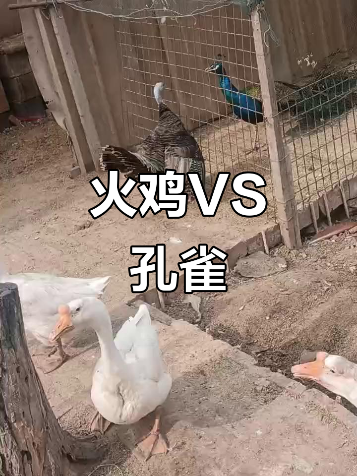 火鸡挑战孔雀，谁胜？激烈对决一触即发