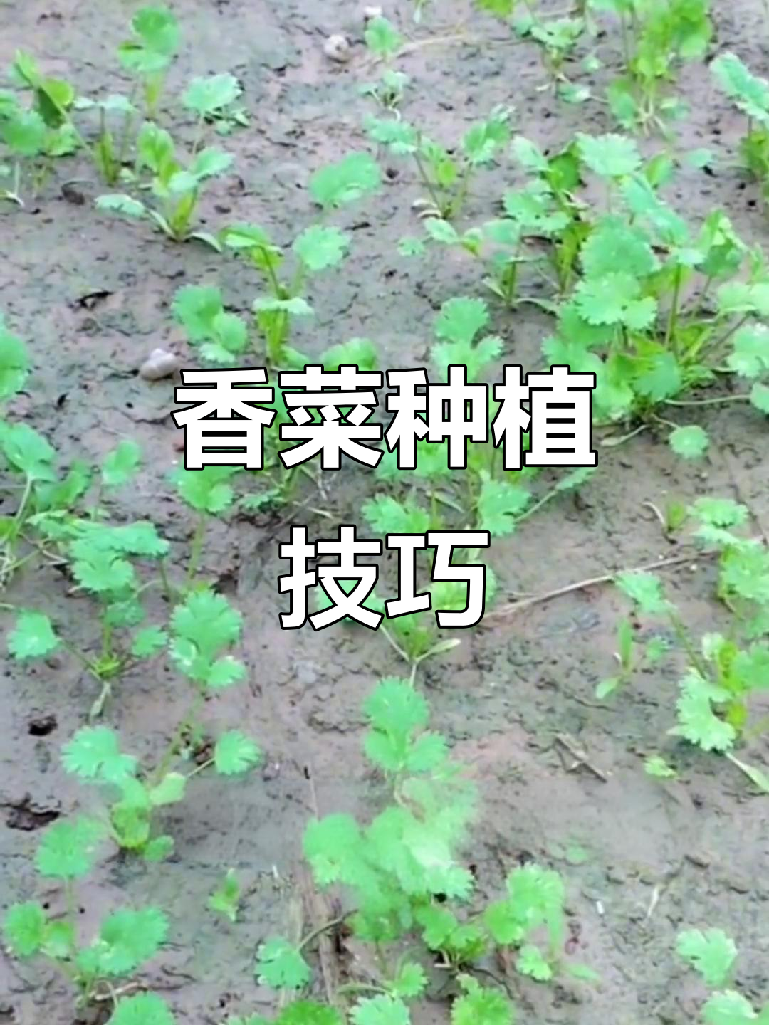 香菜出苗后管理全攻略,轻松搞定间苗、浇水与追肥