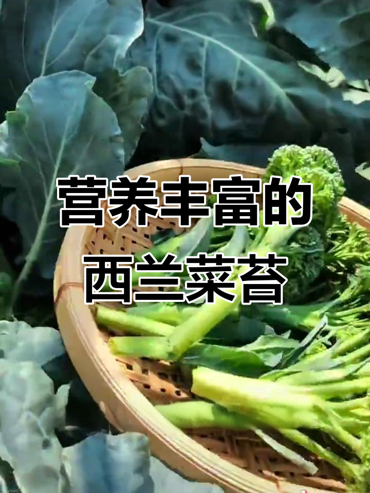 西兰花常见,但西兰菜苔更营养,小空间也能轻松种植