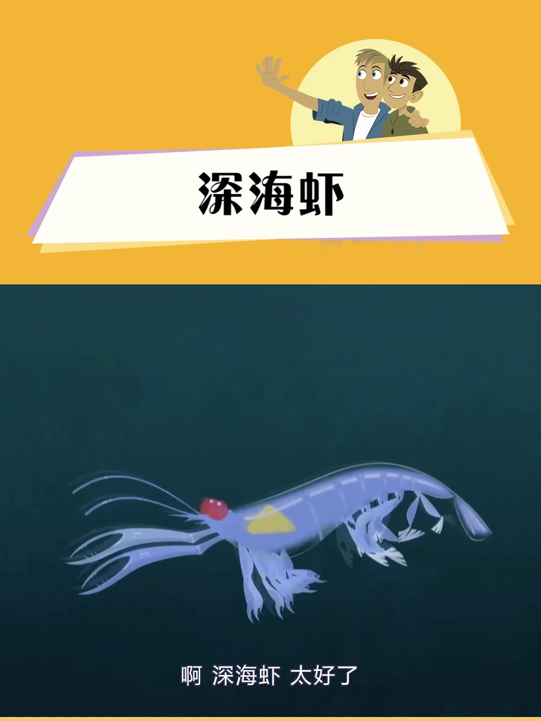 年夜饭吃虾了吗?动物兄弟带你看看深海虾