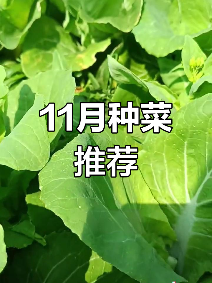 11月南方蔬菜种植指南