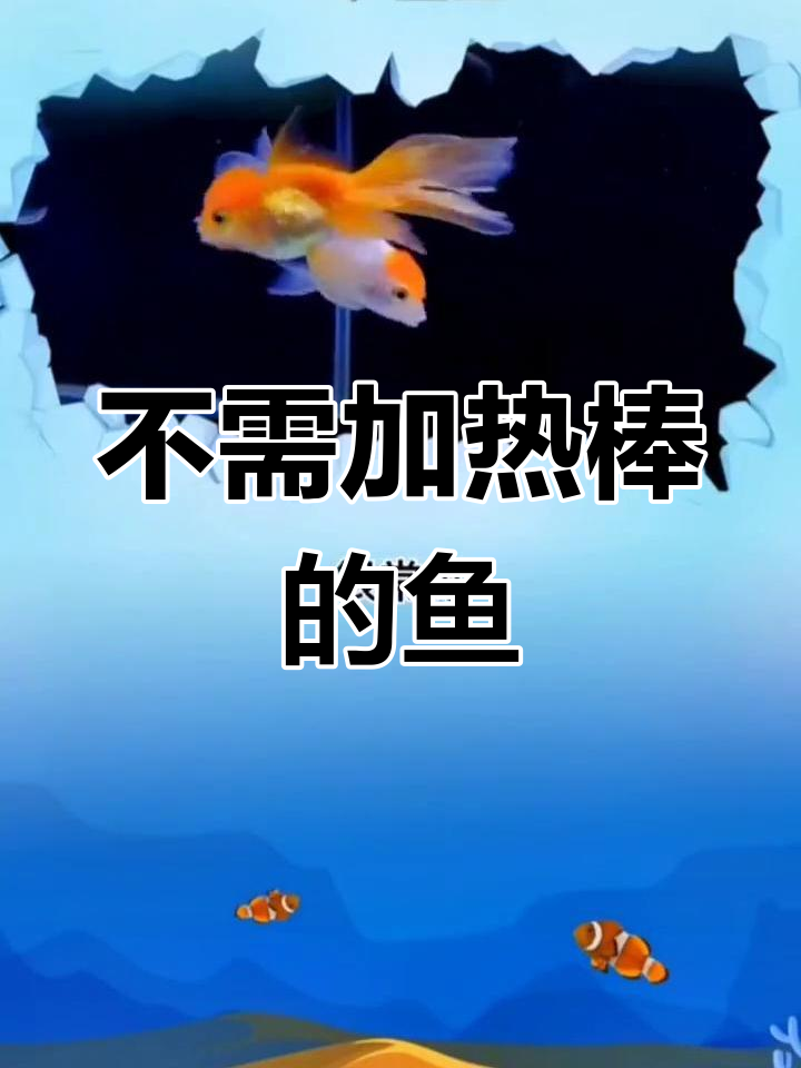 8种耐低温观赏鱼,无需加热棒也能活得很好