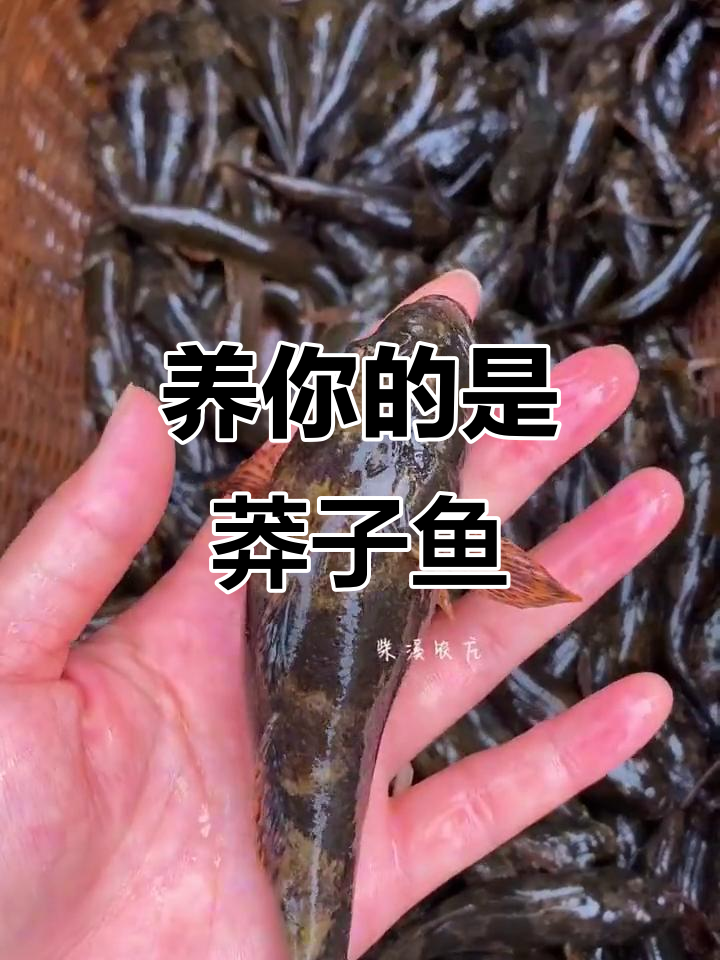 忘了她吧,我捉莽子鱼养你
