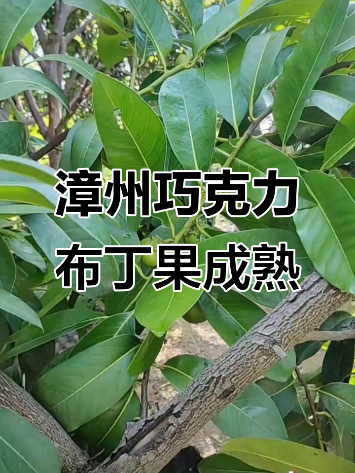 漳州四季巧克力布丁果丰收,硕果累累的甜蜜季节
