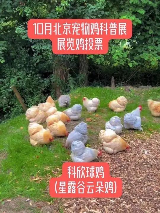 宠物鸡科普展览鸡投票了 十月宠物鸡科普展,展览品种投票第二弹～从娇小可爱的赛拉玛(Sera