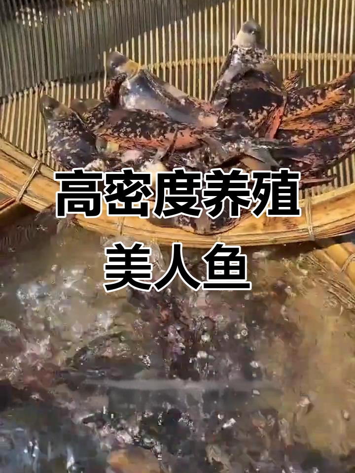 大型底层清洁鱼,一年长三到五斤,肉质鲜美