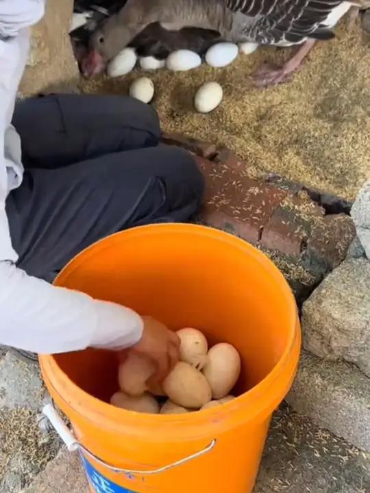 农家散养土鹅蛋,个大Q弹好营养,老人孩子孕妇吃都特别好