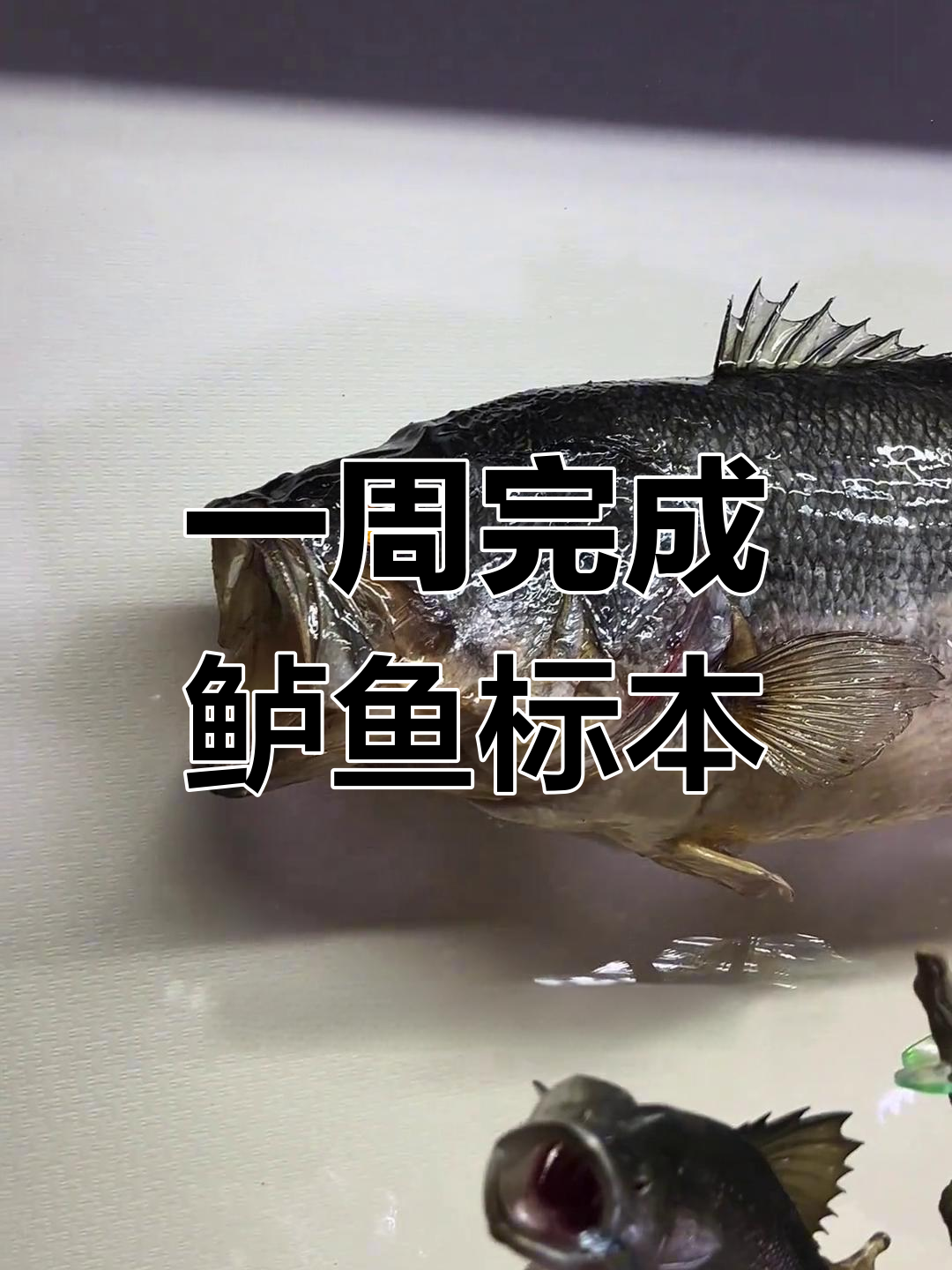 鲈鱼标本制作全流程揭秘