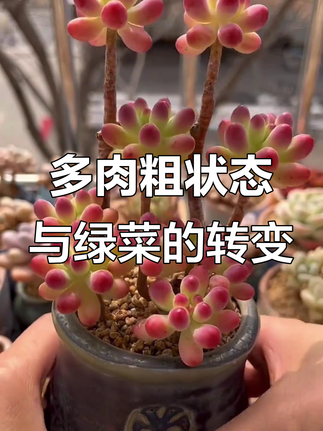 多肉植物状态大变样,从美丽到“菜”只需一步之遥