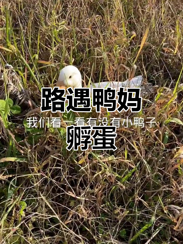 路边草丛发现一只鸭妈妈孵蛋,小鸭子们藏得真隐蔽
