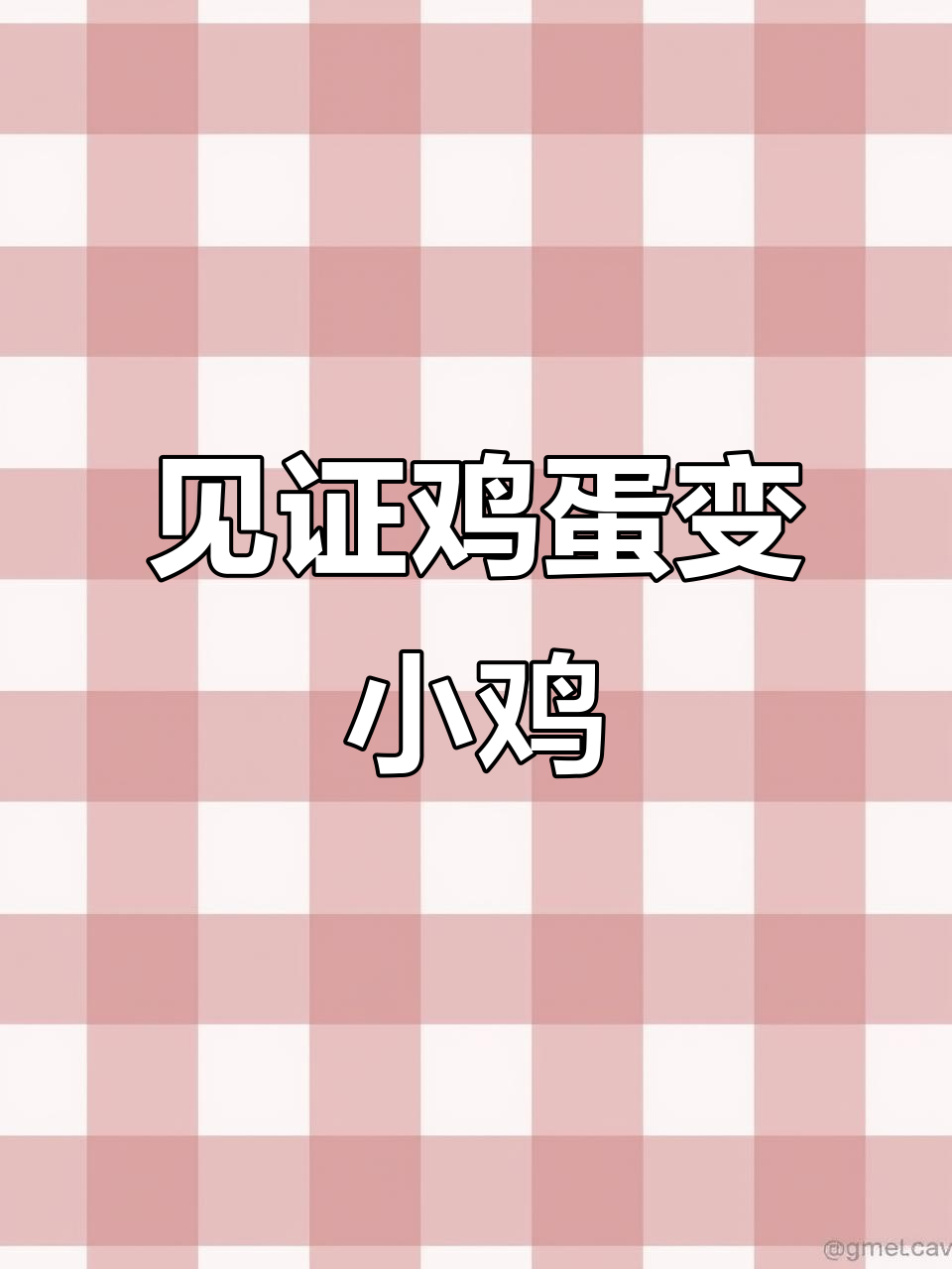 从鸡蛋到小鸡的孵化过程,细节全记录