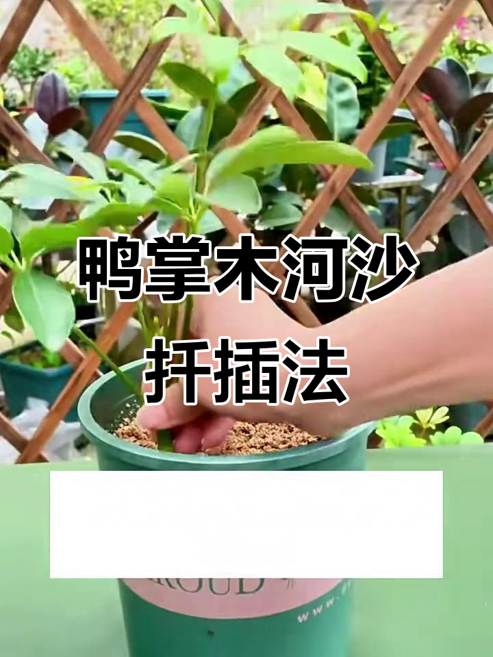 鸭掌木扦插技巧:河沙助力快速生根
