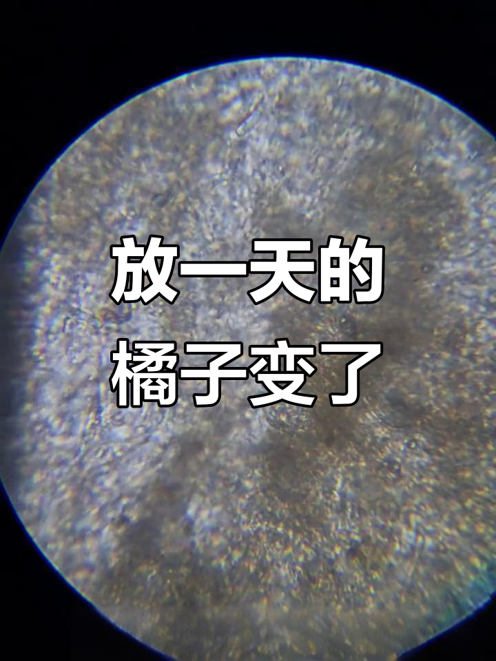 橘子放一天，细胞变化惊人！