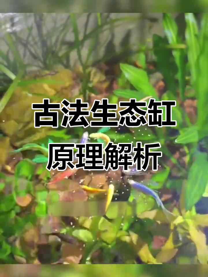 古法生态缸的三大过滤原理,轻松打造活水环境