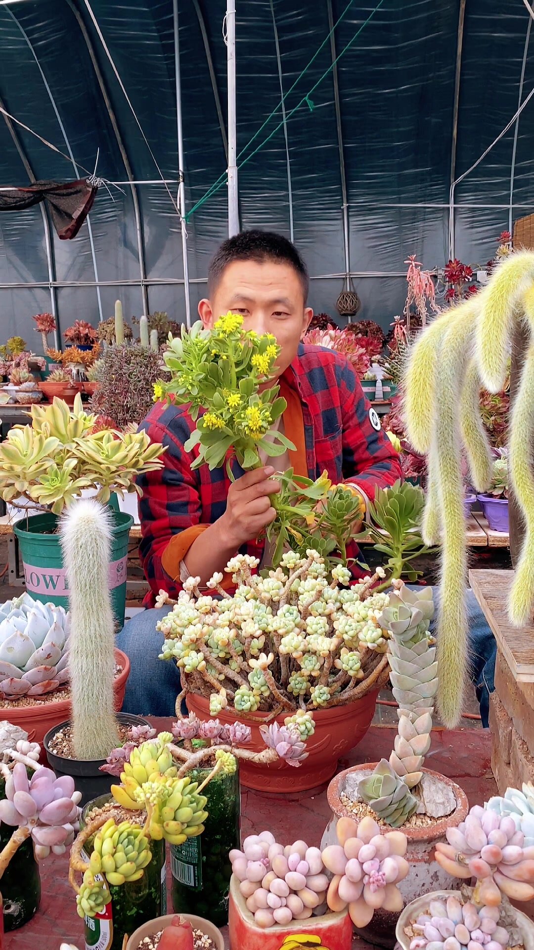 绿法师多肉开花竟然缀化了!