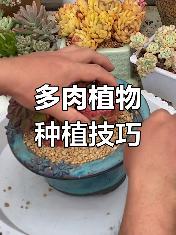 如何种植网购多肉植物?从修根到上盆全攻略